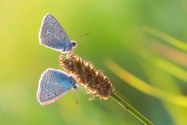 butterfly, Nature, Insects, Macro, Zoom, Close up, Wallpaper HD Wallpaper Desktop Background