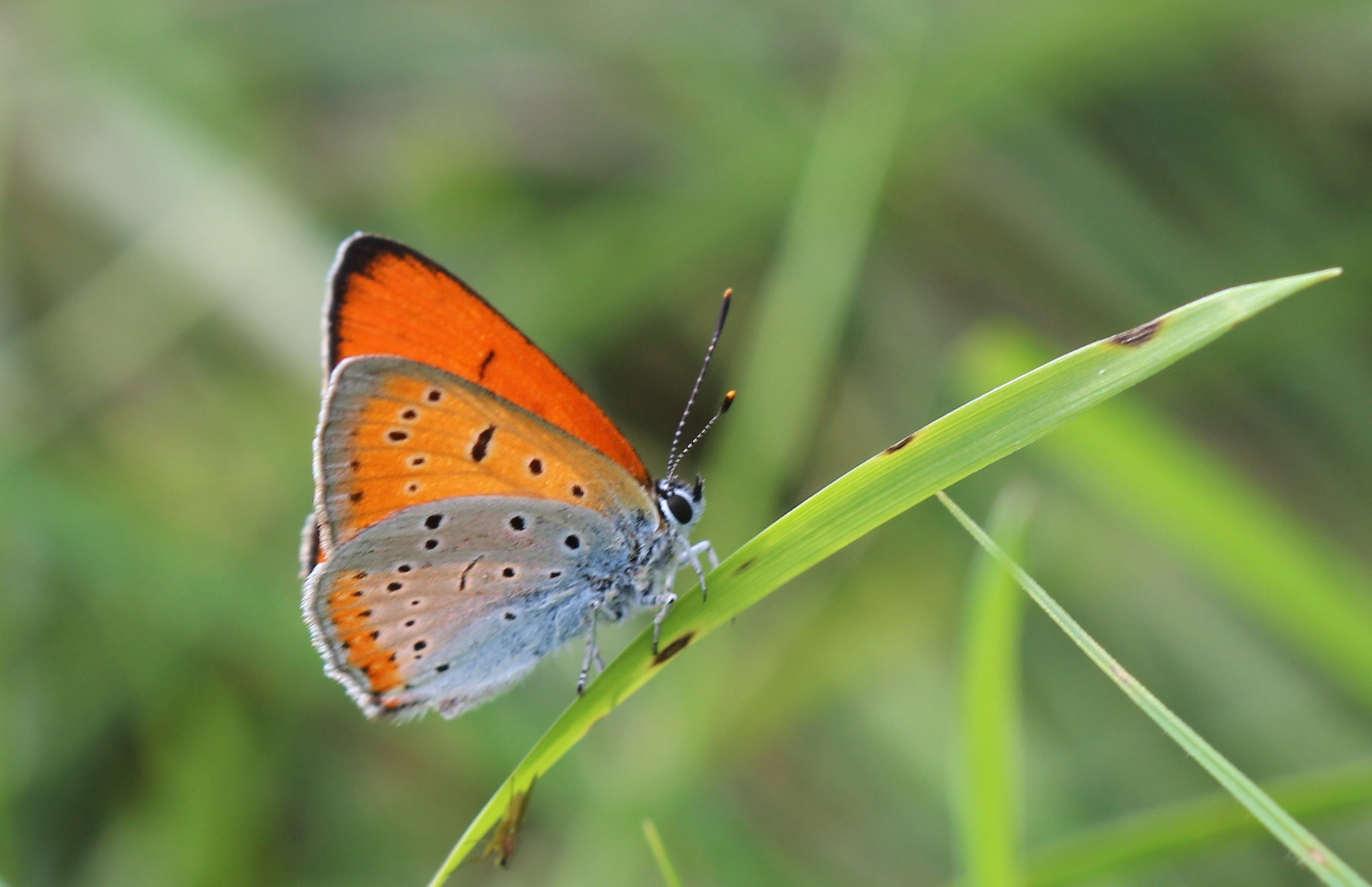 butterfly, Nature, Insects, Macro, Zoom, Close up, Wallpaper Wallpaper