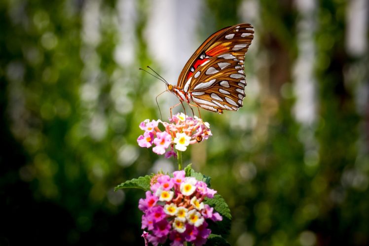 butterfly, Nature, Insects, Macro, Zoom, Close up, Wallpaper HD Wallpaper Desktop Background