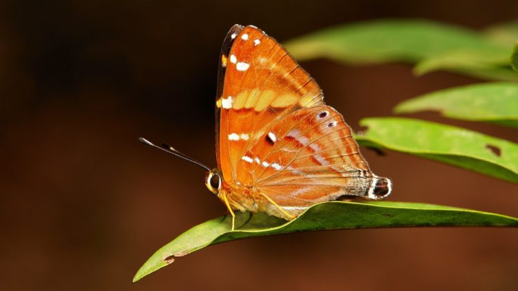 butterfly, Nature, Insects, Macro, Zoom, Close up, Wallpaper HD Wallpaper Desktop Background