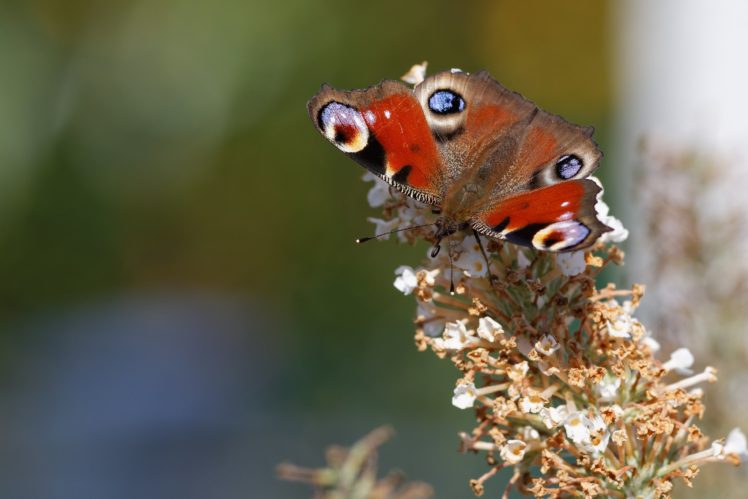 butterfly, Nature, Insects, Macro, Zoom, Close up, Wallpaper HD Wallpaper Desktop Background