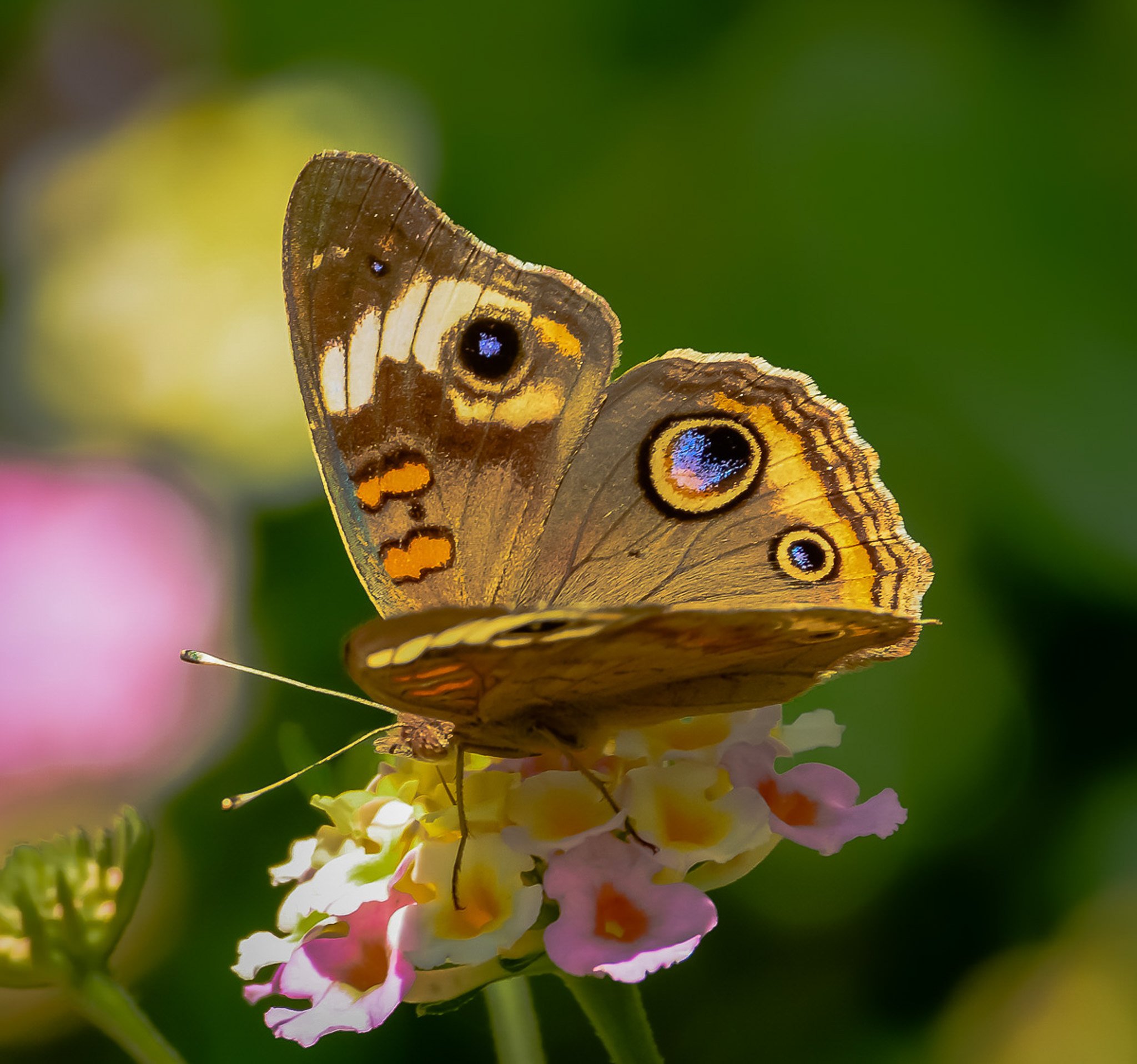 butterfly, Nature, Insects, Macro, Zoom, Close up, Wallpaper Wallpaper