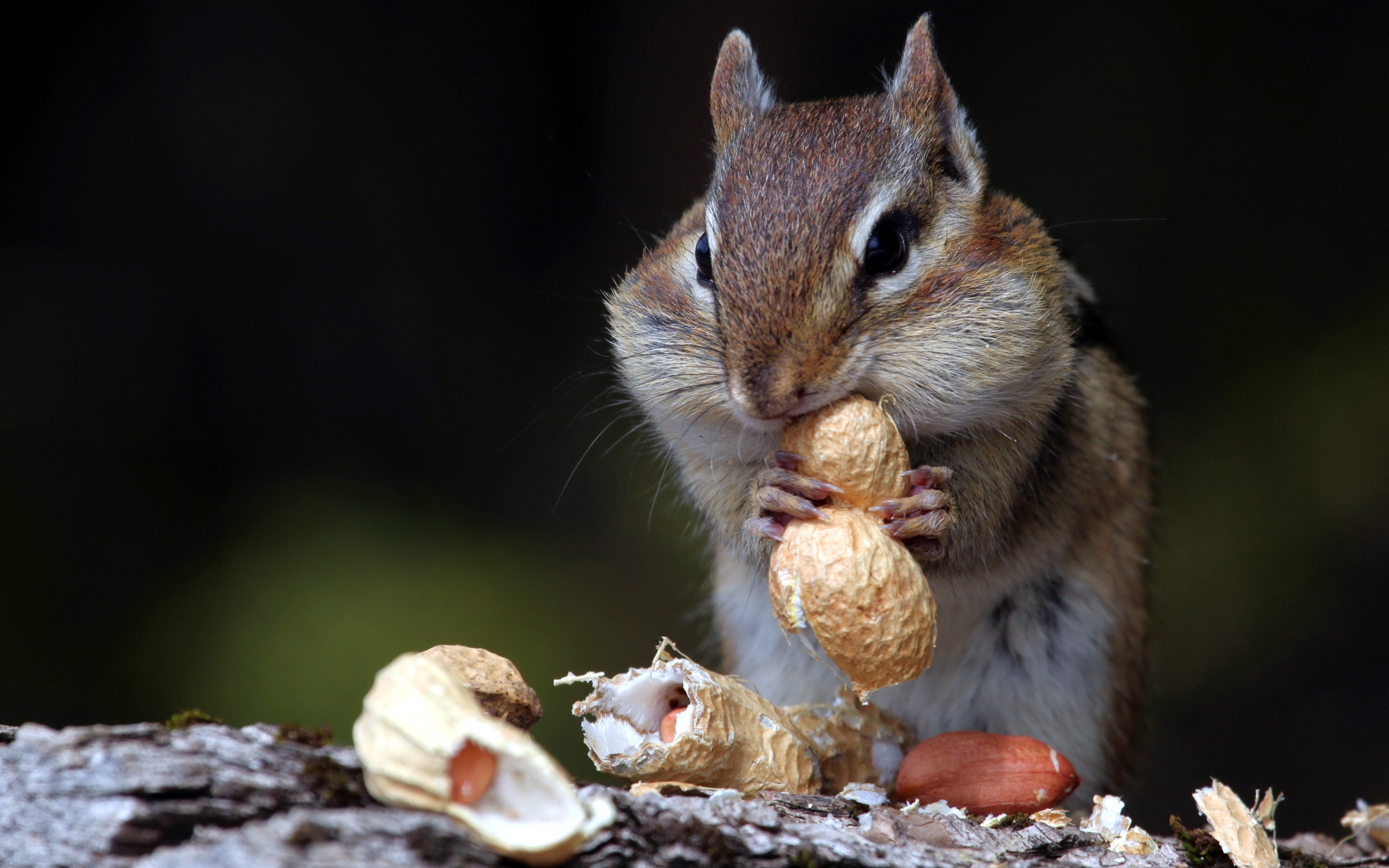 hungry, Squirrel Wallpaper