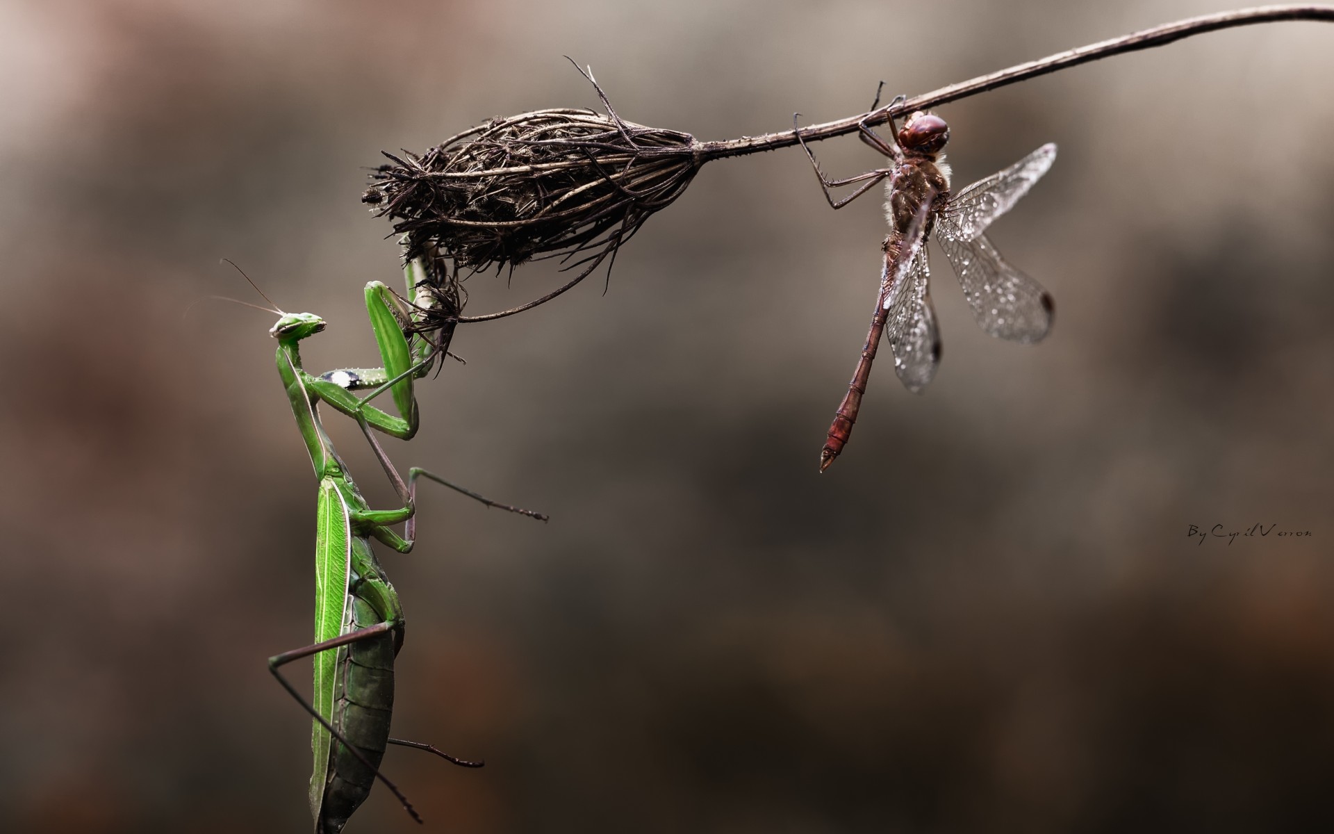 mantis, Dragonfly, Insects, Grass, Macro, Flower, Dry, Danger Wallpaper