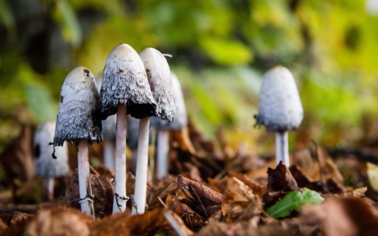 mushrooms, Forest, Nature, Macro HD Wallpaper Desktop Background