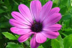 purple, Flower