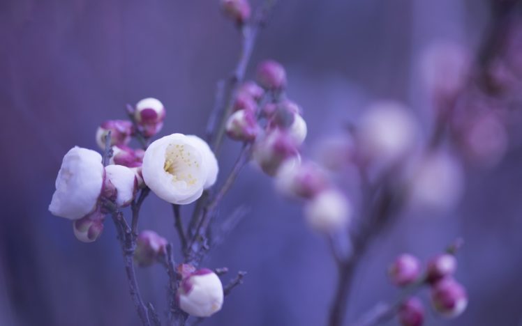 petals, Flowers, Macro HD Wallpaper Desktop Background