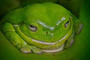 frog, Green, Australia