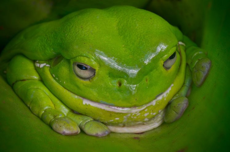 frog, Green, Australia HD Wallpaper Desktop Background