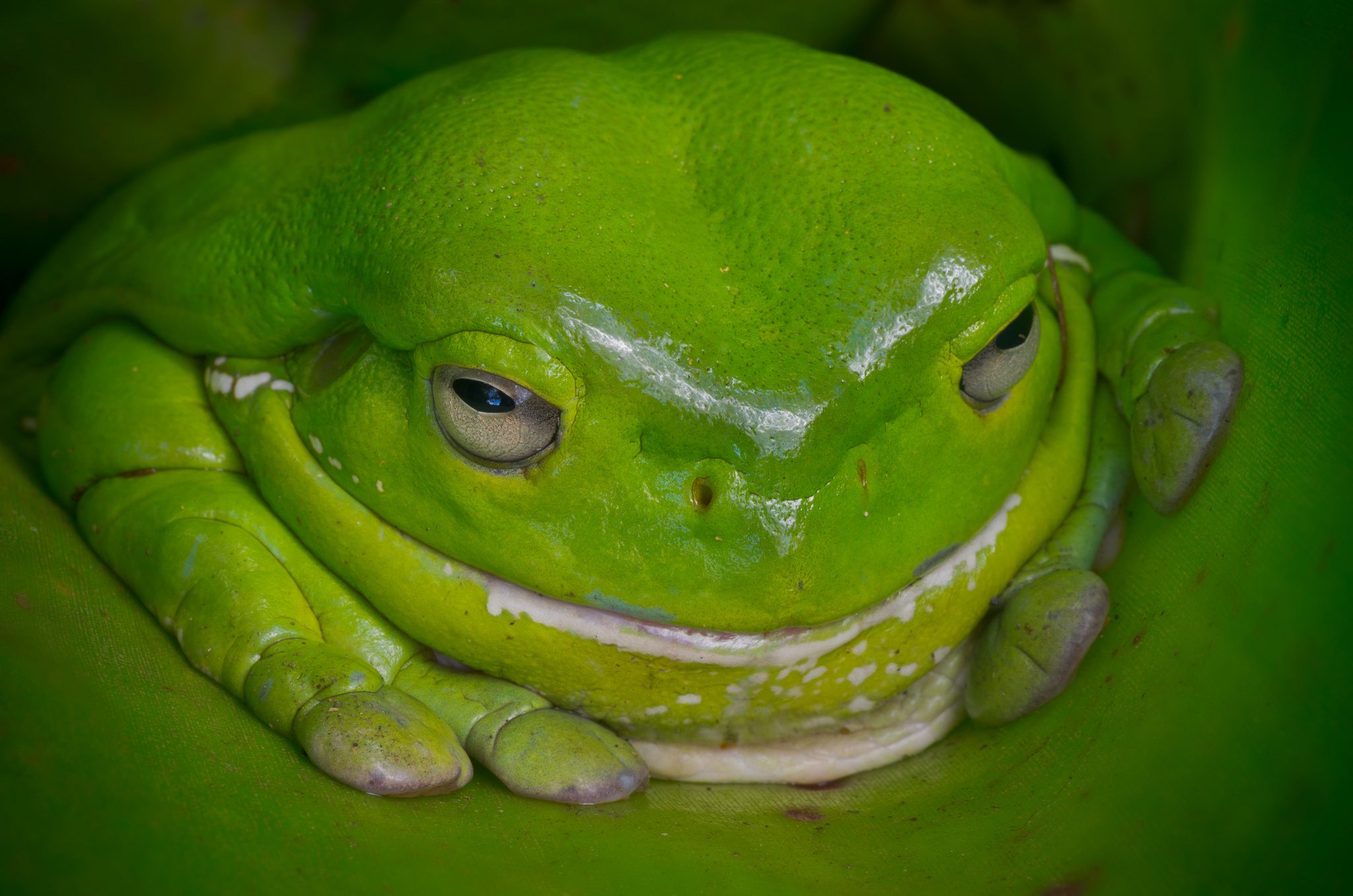 frog, Green, Australia Wallpaper