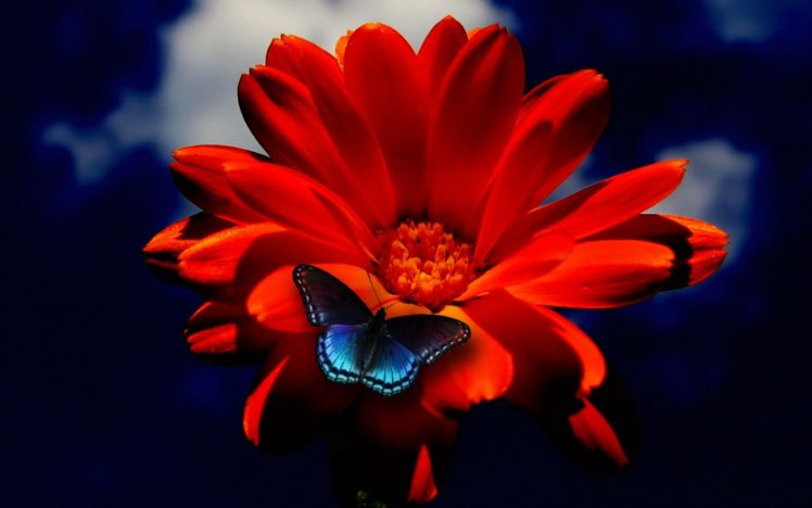 red, Orange, Flower, Blue, Butterfly HD Wallpaper Desktop Background