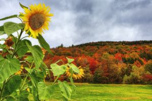 autumn, Field, Forest, Trees, Sunflowers, Landscape