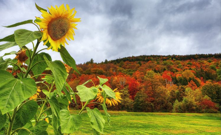 autumn, Field, Forest, Trees, Sunflowers, Landscape HD Wallpaper Desktop Background