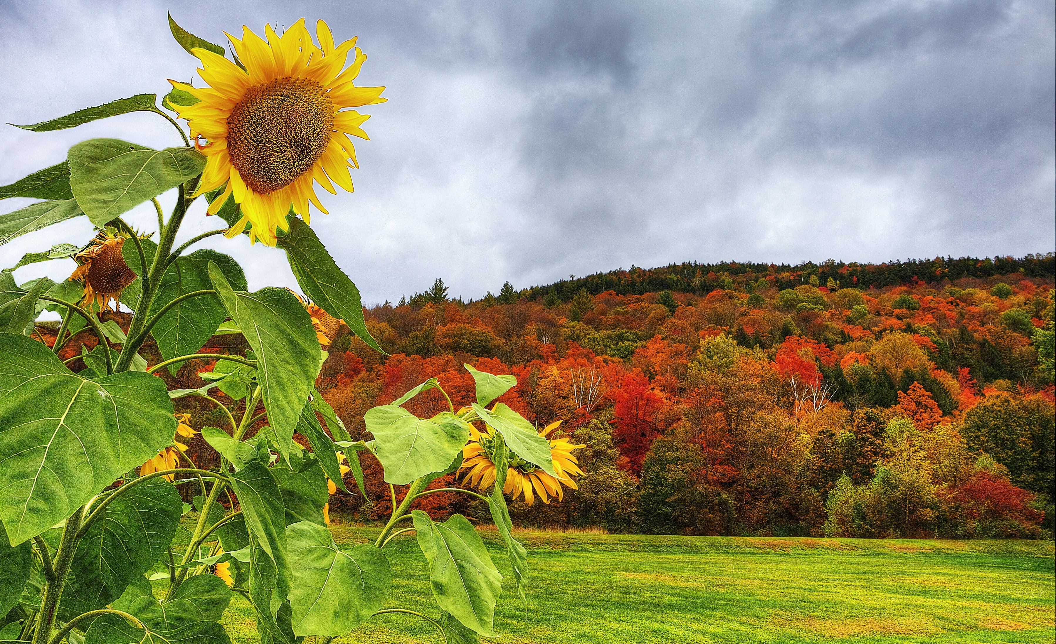 autumn, Field, Forest, Trees, Sunflowers, Landscape Wallpaper