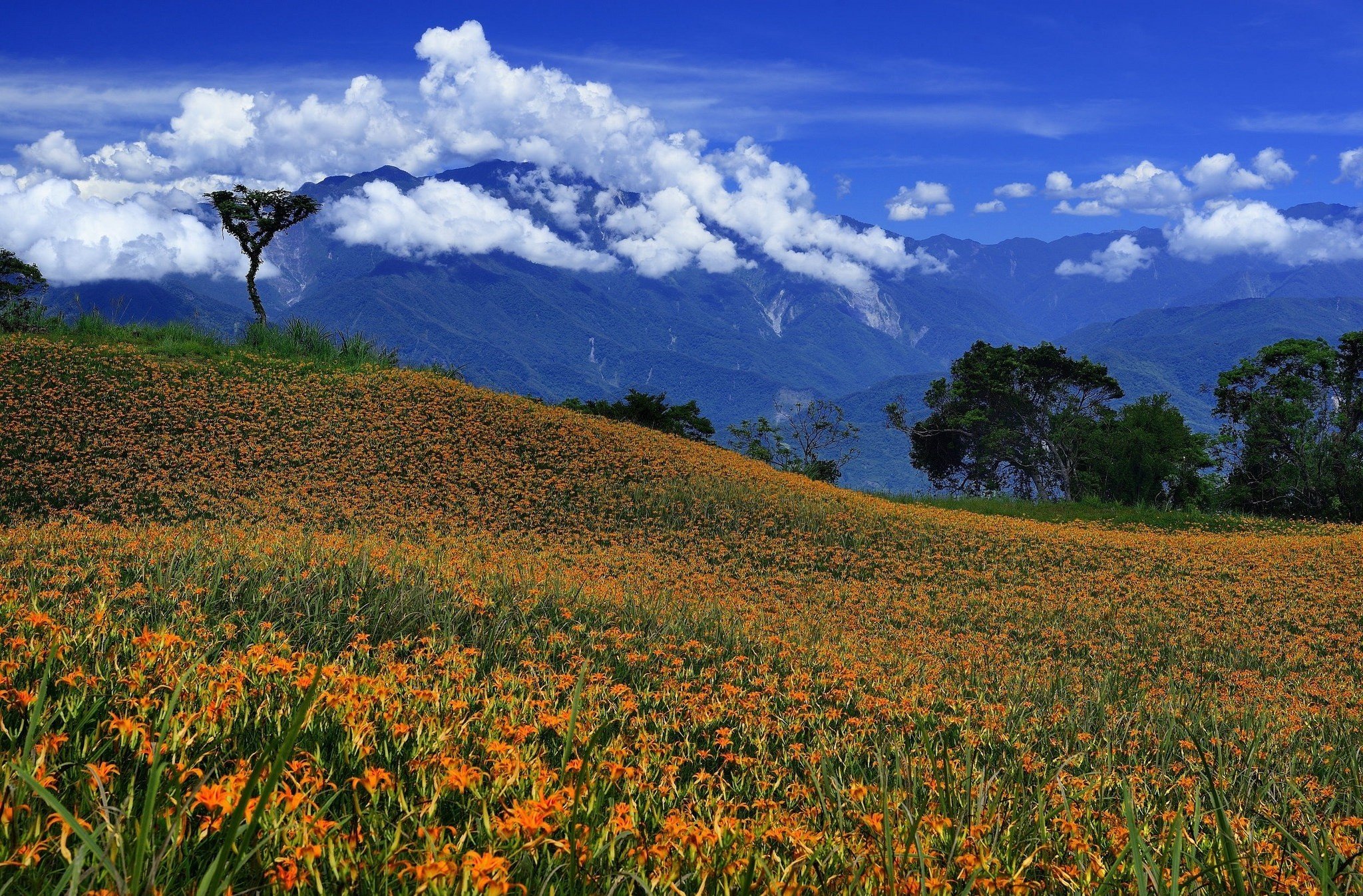 mountains, Flowers, Field, Clouds, Landscape Wallpaper