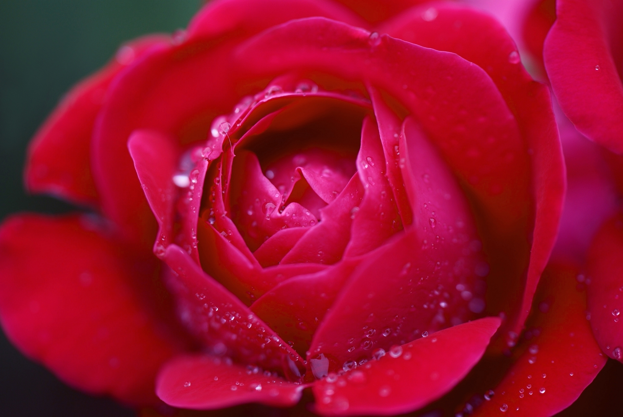 roses, Red, Drops, Flowers Wallpaper