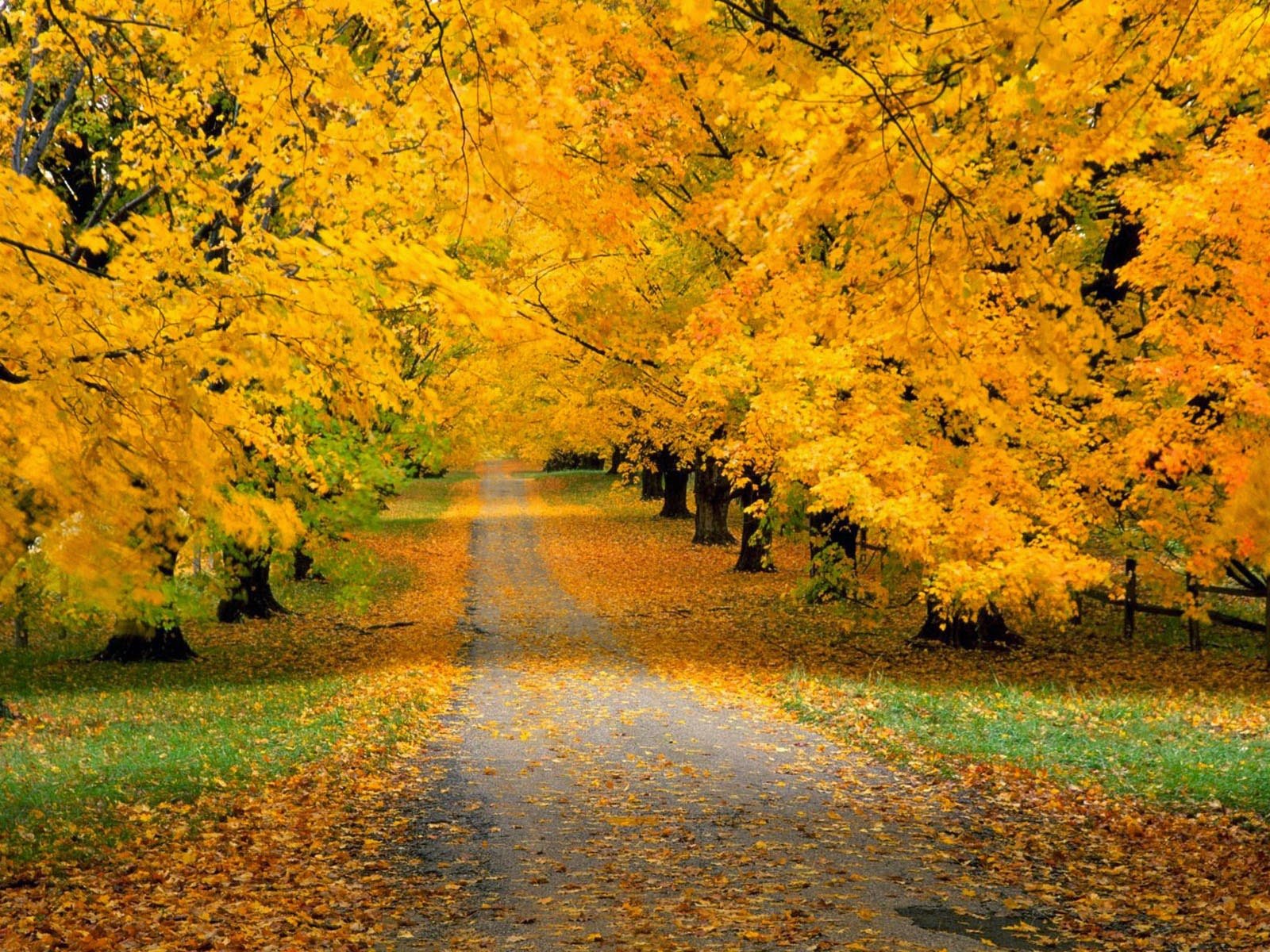 Осень природа желтый