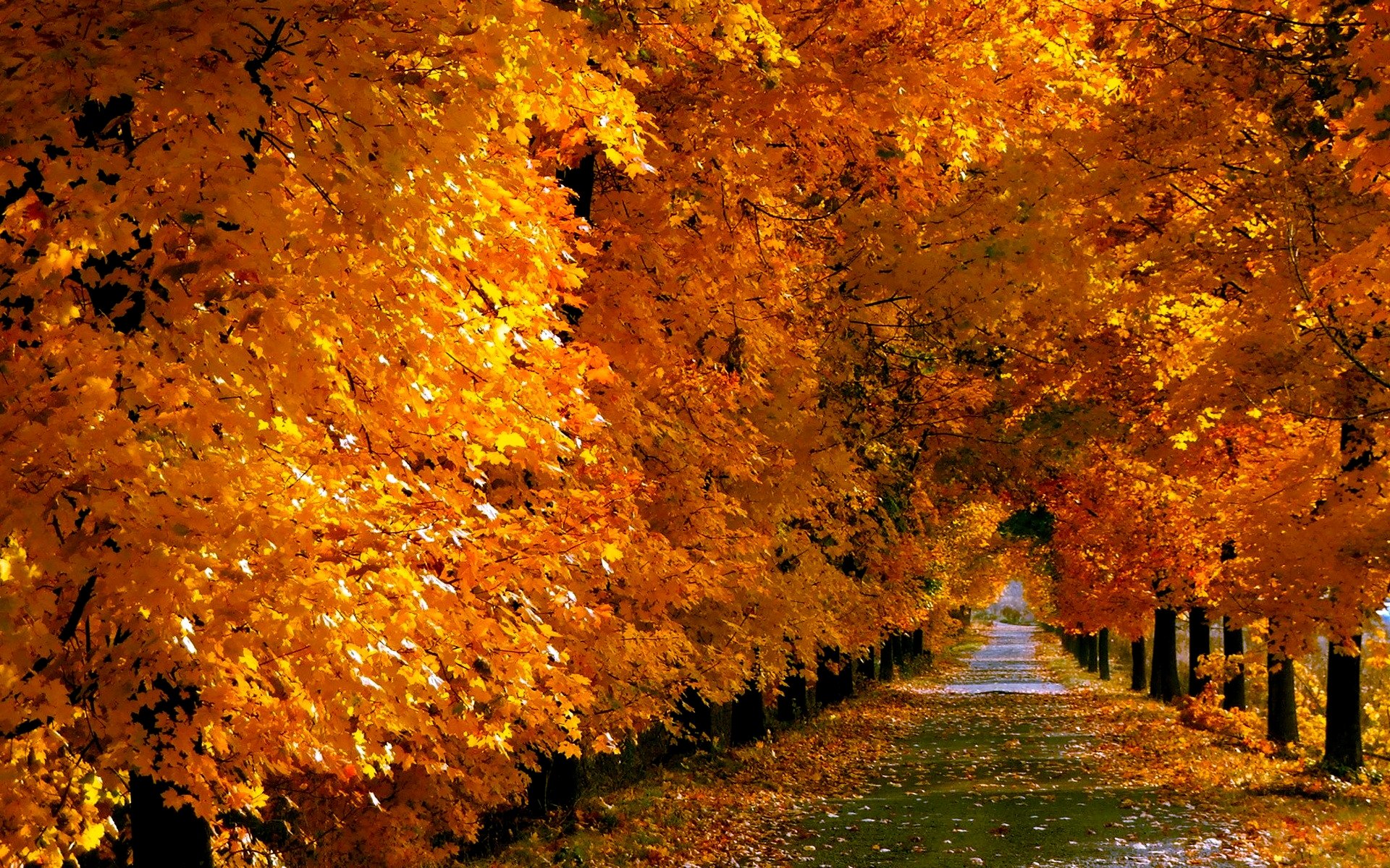 autumn, Trees, Nature, Landscape, Leaf, Leaves Wallpaper