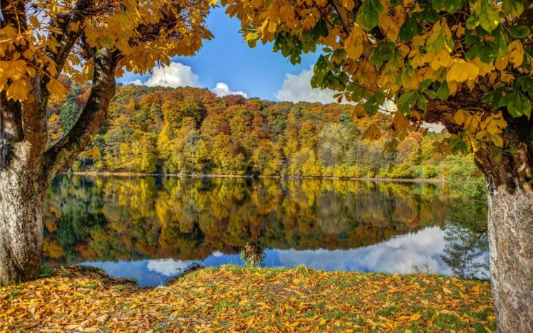 autumn, Trees, Nature, Landscape, Leaf, Leaves Wallpapers HD / Desktop ...