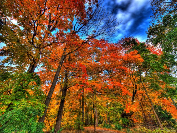 autumn, Trees, Nature, Landscape, Leaf, Leaves HD Wallpaper Desktop Background