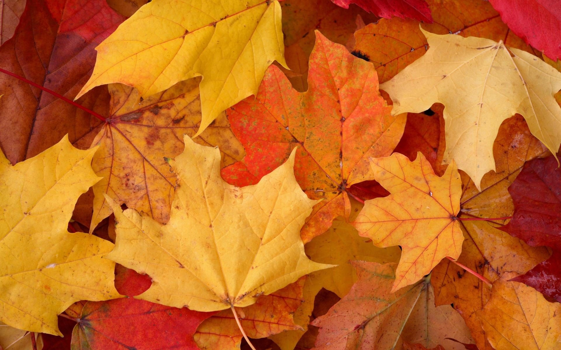 autumn, Trees, Nature, Landscape, Leaf, Leaves Wallpapers HD / Desktop