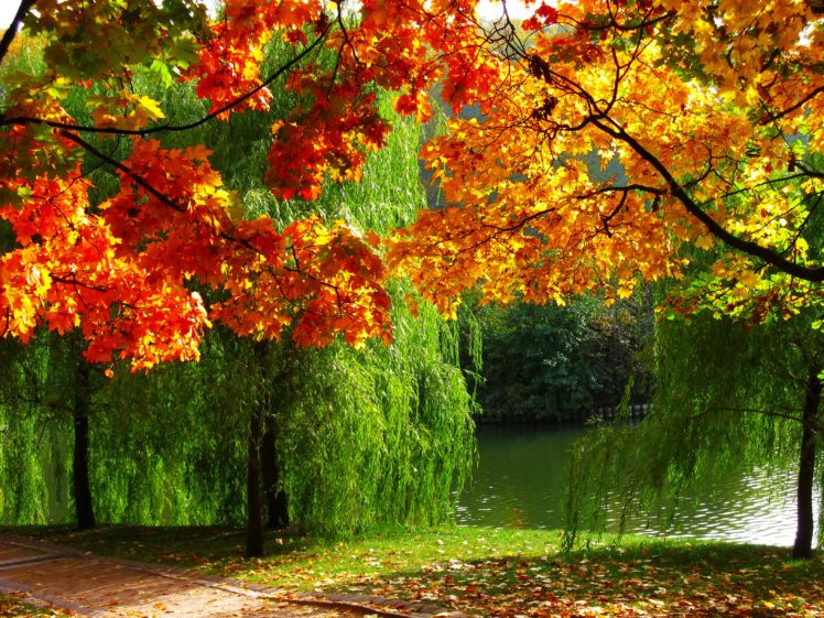 autumn, Forest, Trees, Fall, River, Season, Colors HD Wallpaper Desktop Background