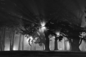 trees, Monochrome, Night, Lights