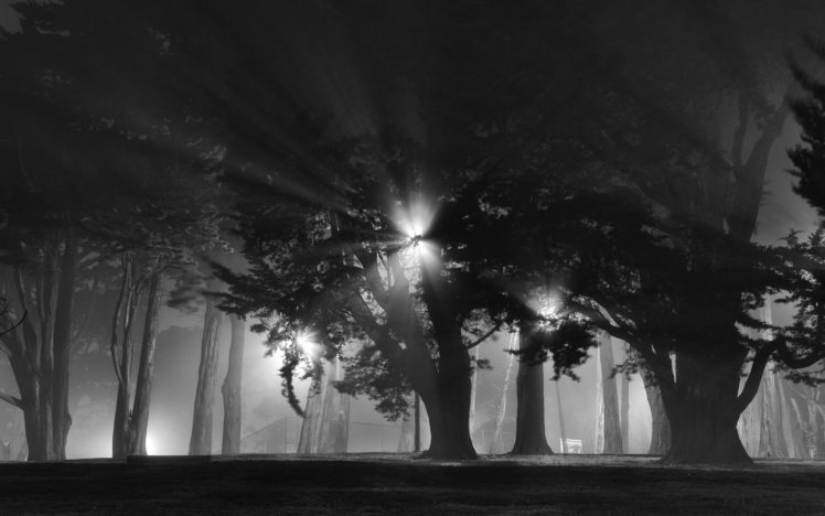 trees, Monochrome, Night, Lights HD Wallpaper Desktop Background