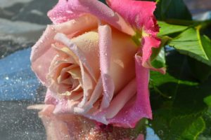 nature, Flower, Rose, Pink