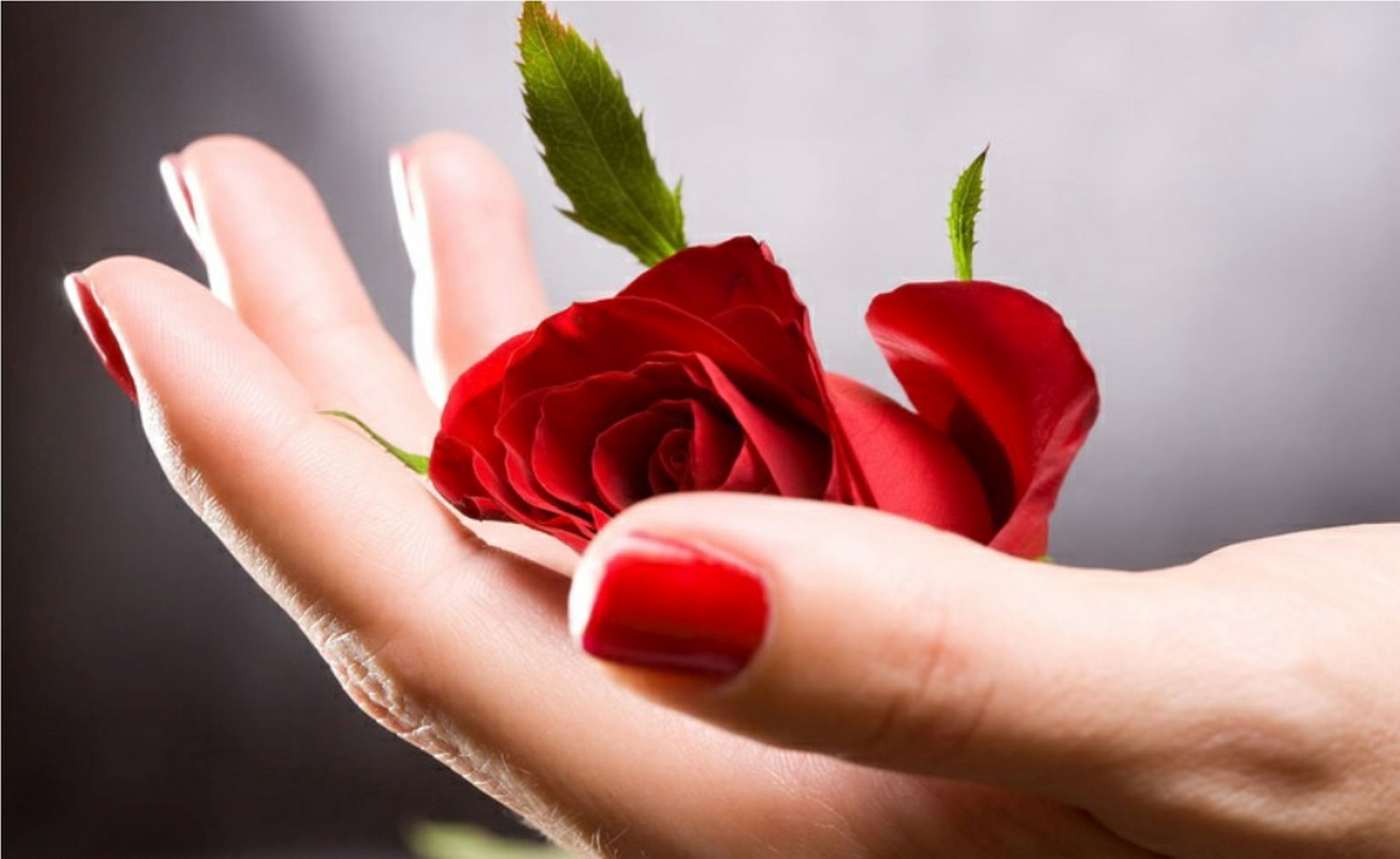 red, Hand, Passion, Love, Rose Wallpaper