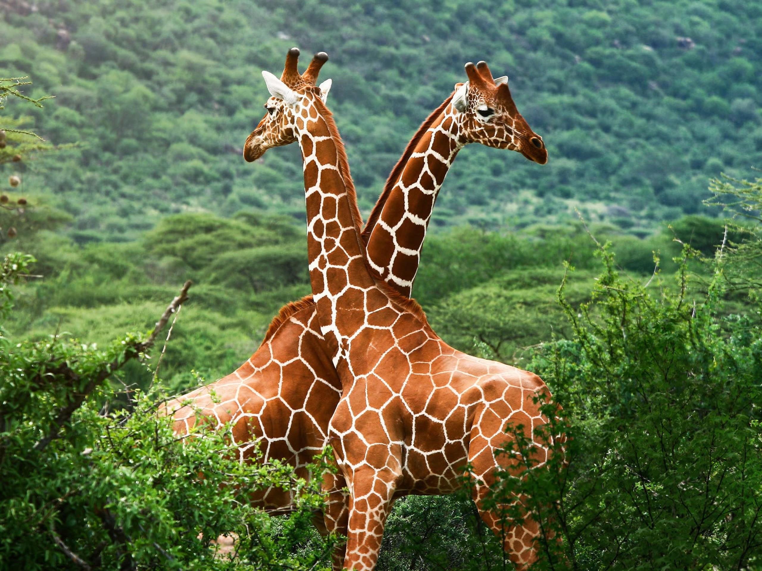 giraffe Wallpaper