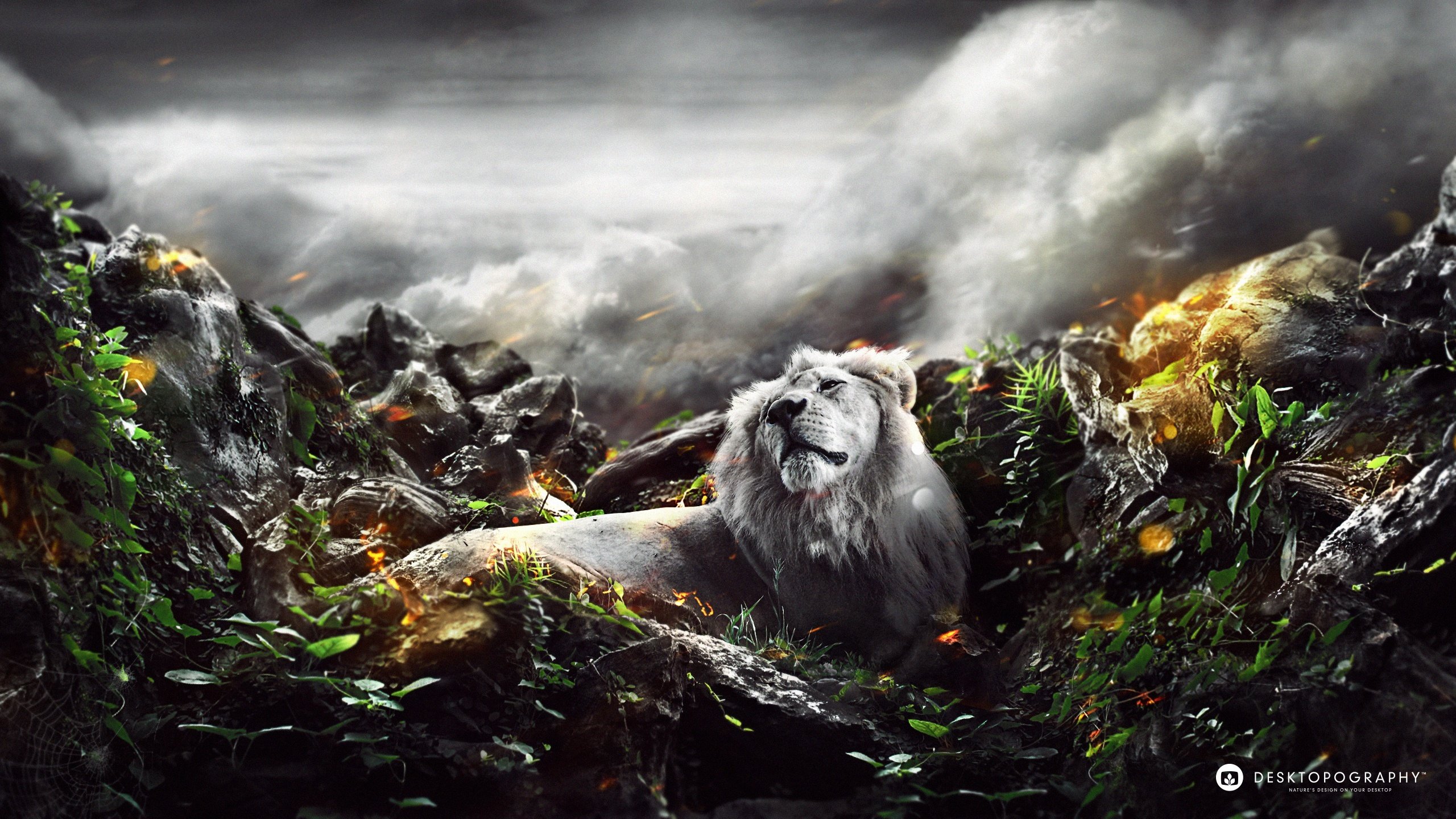 jungle, Lion 2560x1440 Wallpaper