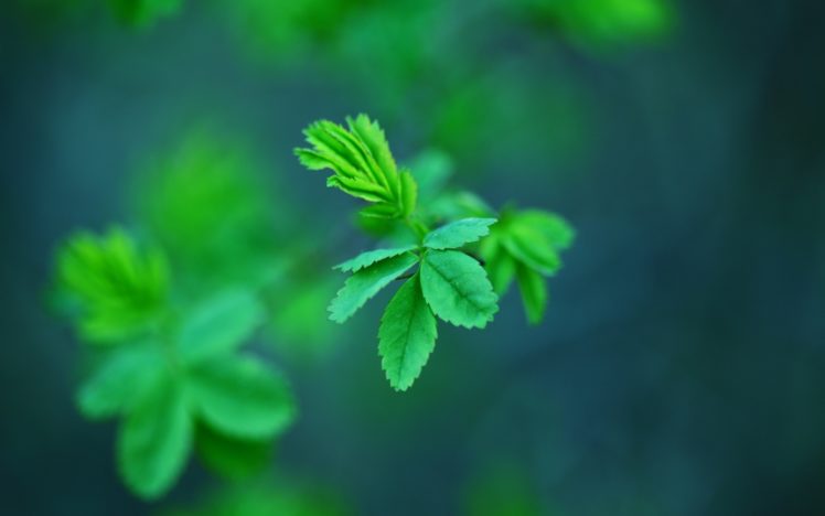 leaves, Macro, Green HD Wallpaper Desktop Background