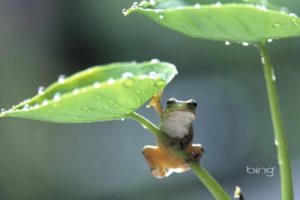 rain, Frog, Drops