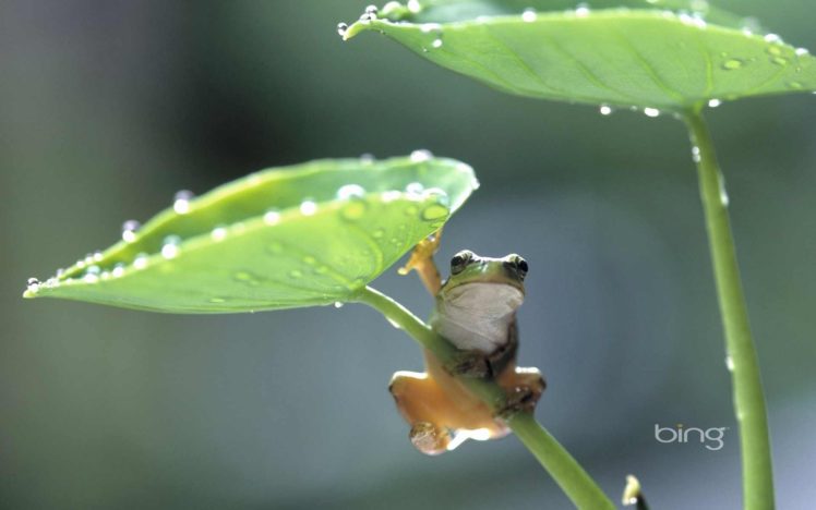 rain, Frog, Drops HD Wallpaper Desktop Background