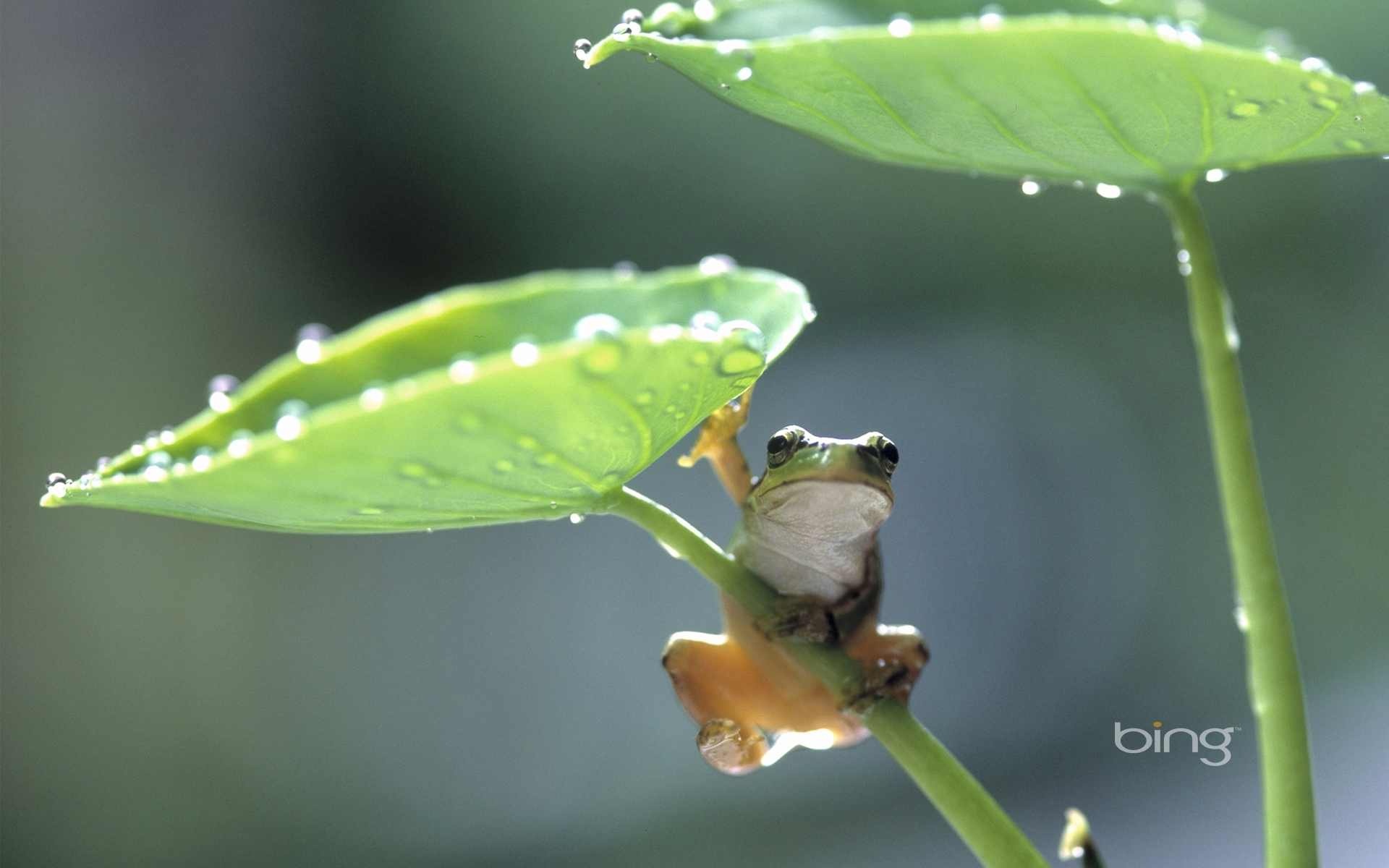 rain, Frog, Drops Wallpaper