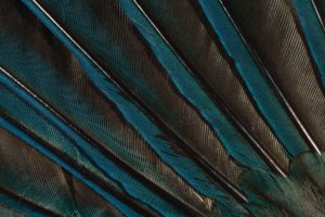 feathers, Peacock
