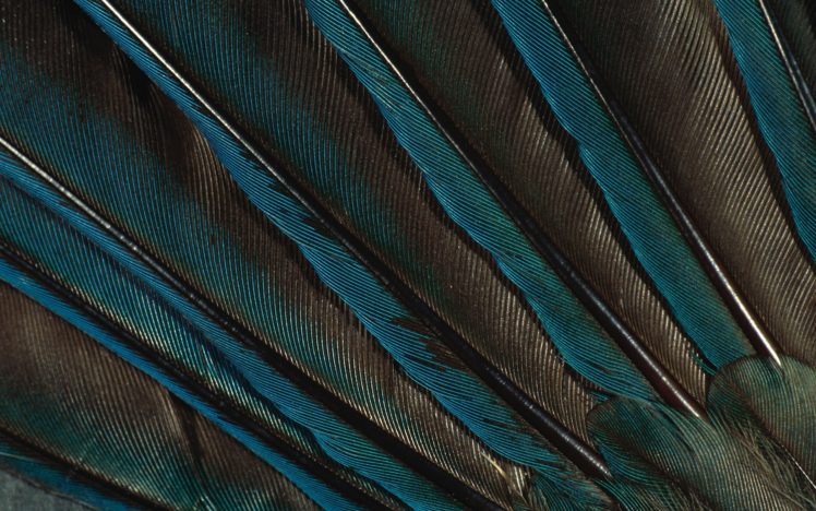 feathers, Peacock HD Wallpaper Desktop Background