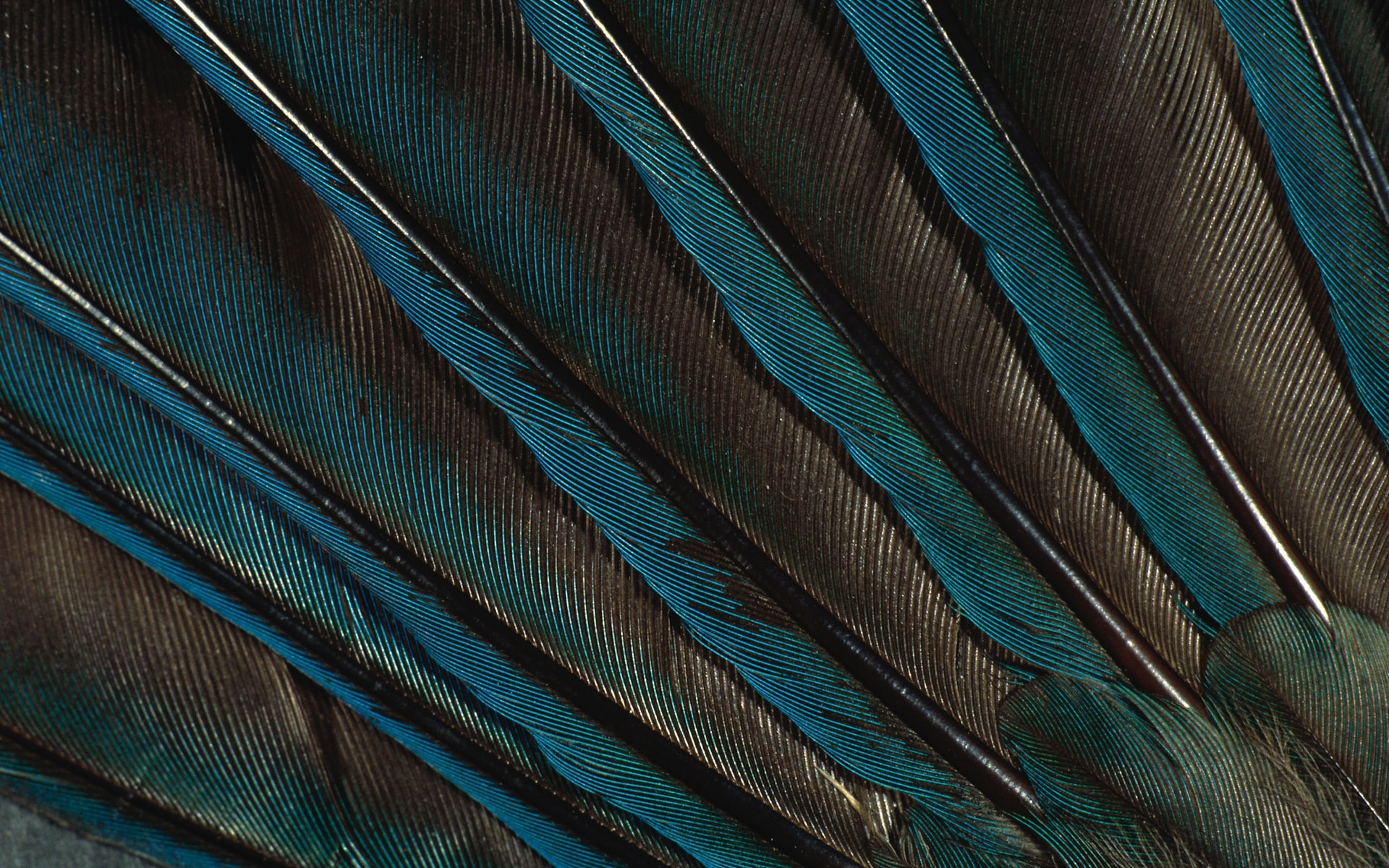 feathers, Peacock Wallpapers HD / Desktop and Mobile Backgrounds