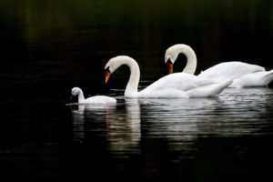 black, End, White,  , Swan, Family, Lake