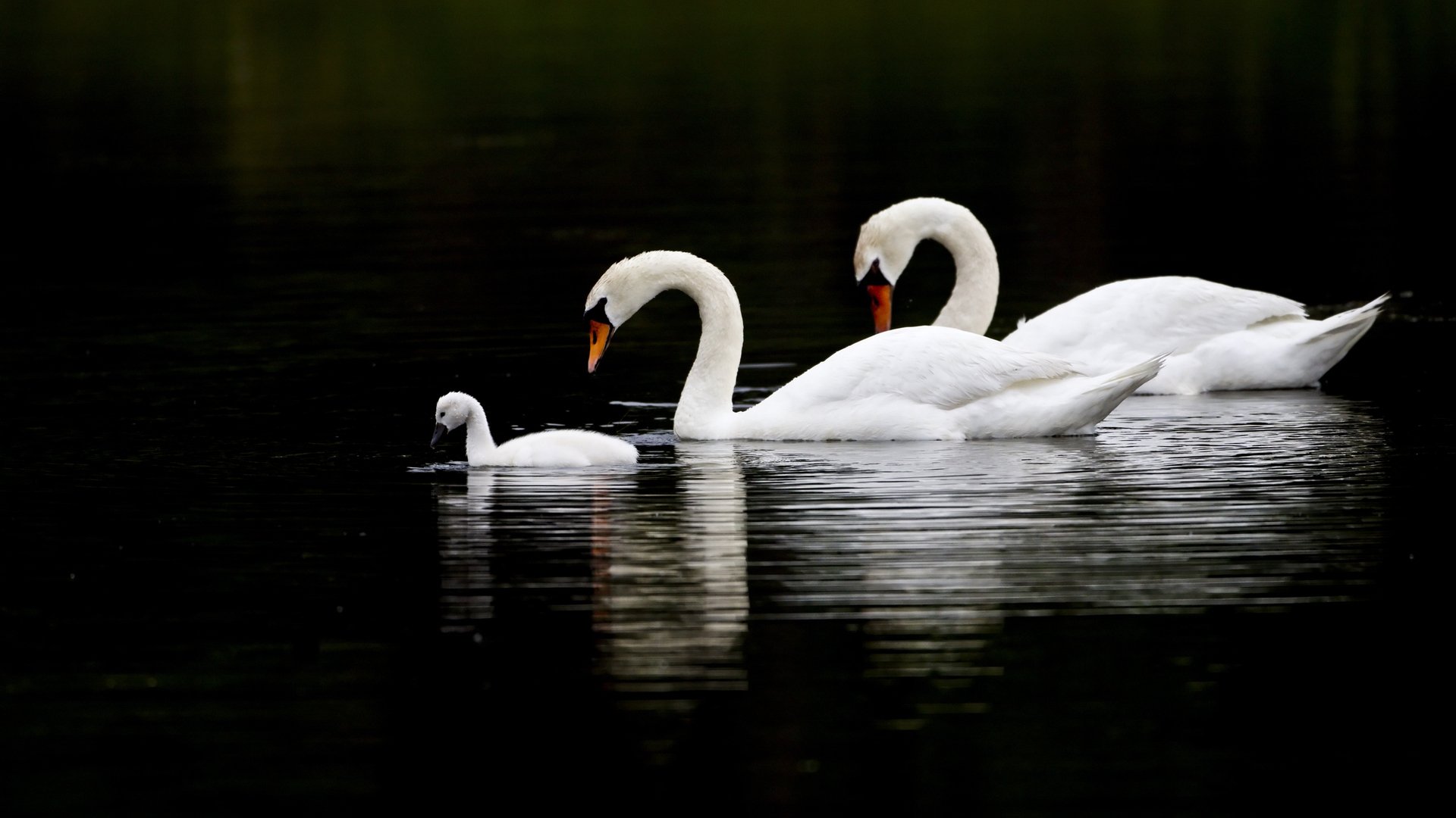 black, End, White,  , Swan, Family, Lake Wallpaper