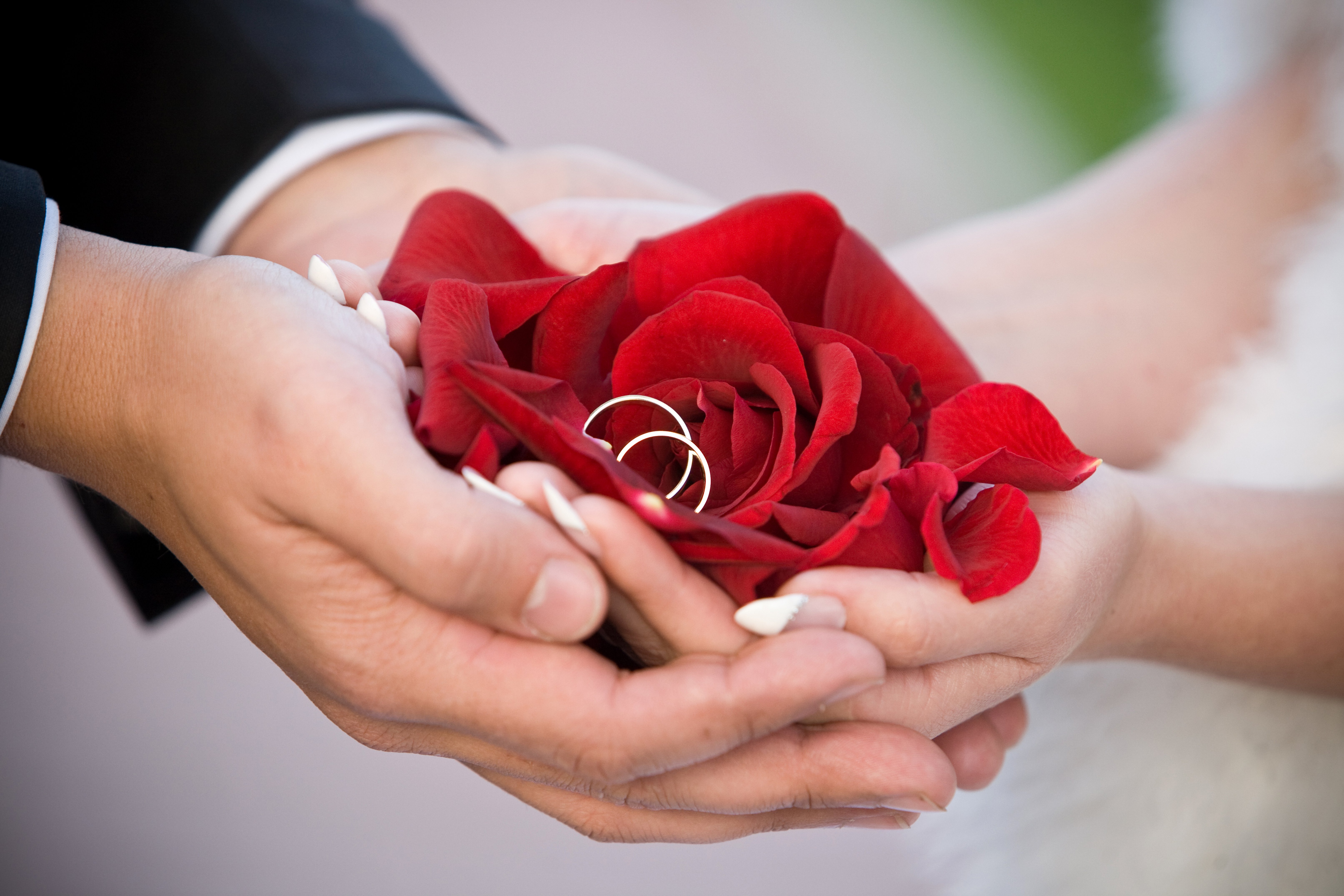 bride, Wedding, Rings, Groom, Hands, Rose, Flowers Wallpaper