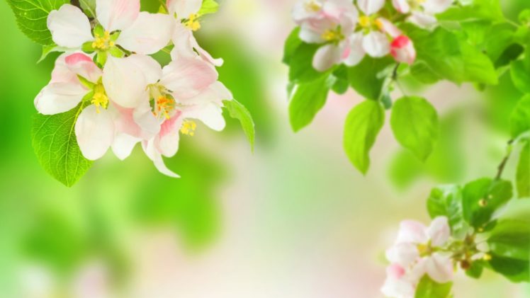 branches, Apples, Leaves, Flowers, Macro, Blossoms HD Wallpaper Desktop Background