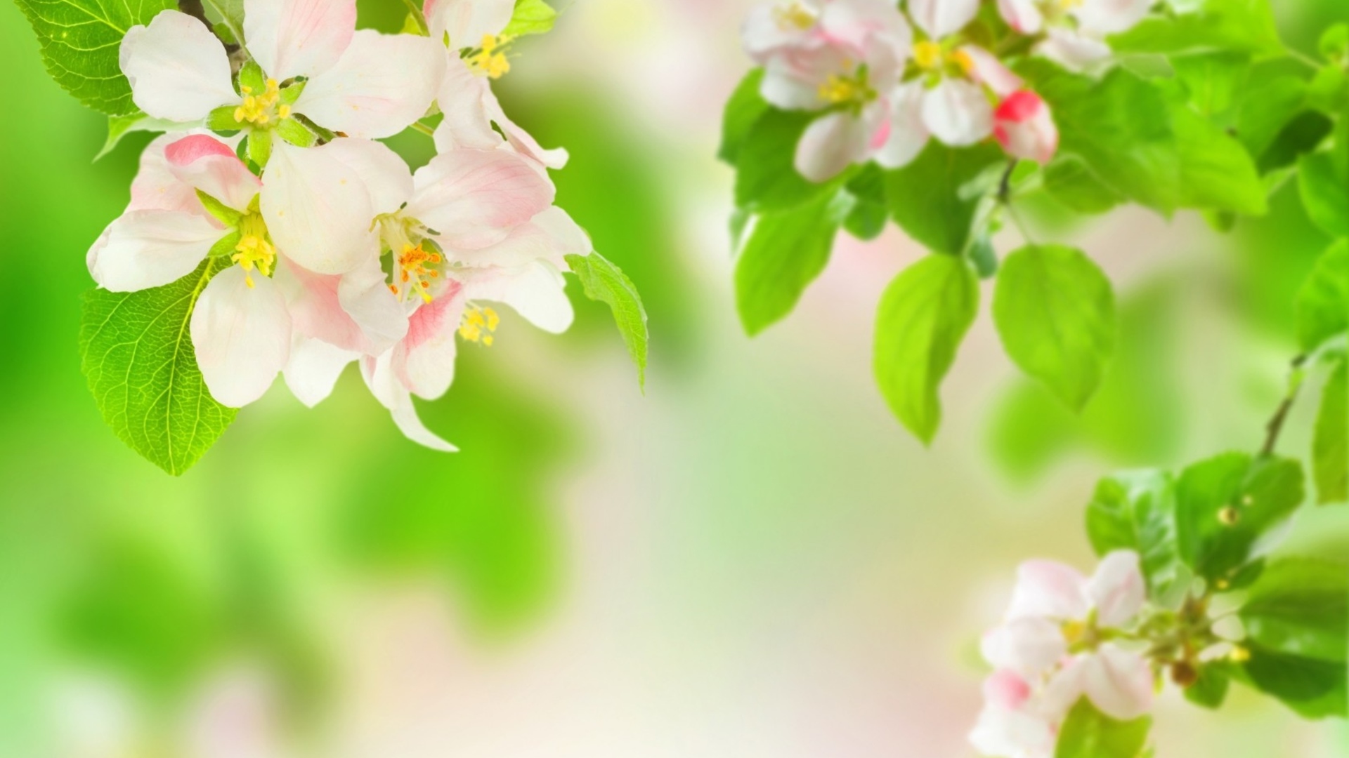 branches, Apples, Leaves, Flowers, Macro, Blossoms Wallpaper