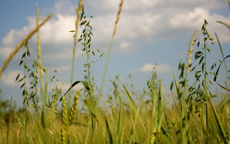 nature, Summer, Grass, Field, Green HD Wallpaper Desktop Background