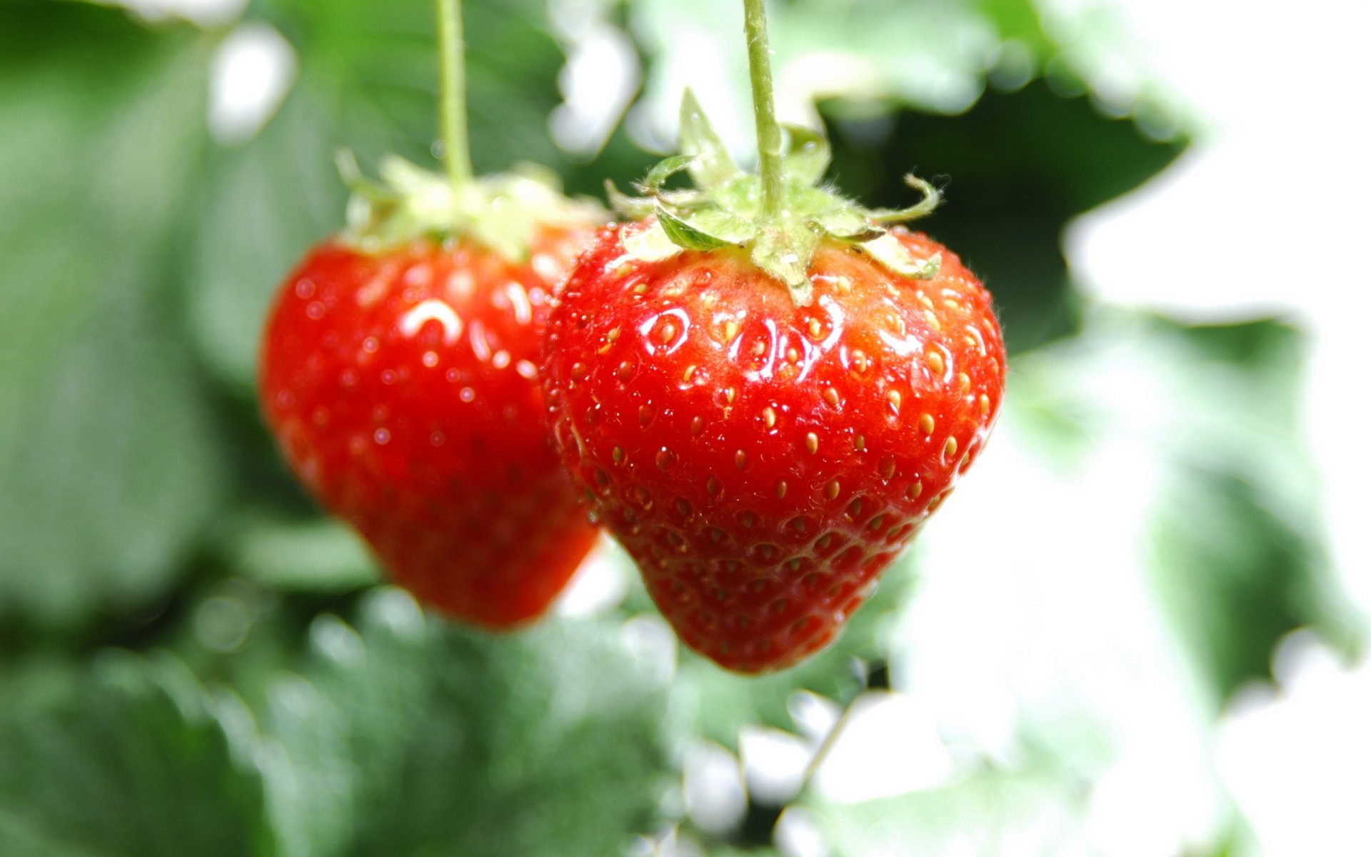 food, Dessert, Sweet, Lovely, Beautiful, Cake, Fruits Wallpaper