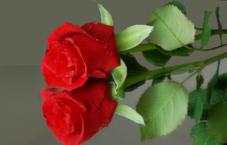 flower, Reflection, Red, Rose HD Wallpaper Desktop Background