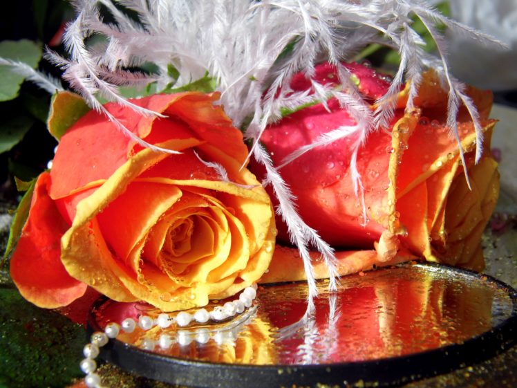 soft, Pearl, Orange, Roses, Flowers HD Wallpaper Desktop Background