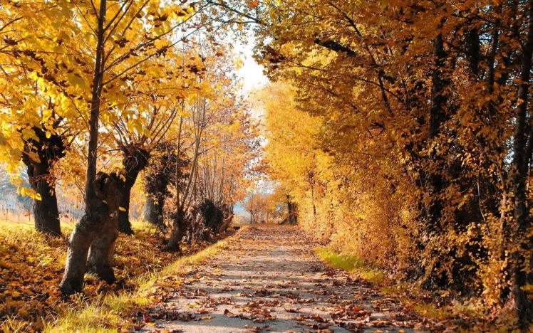 autumn, Road, Trees, Leaves, Landscape HD Wallpaper Desktop Background