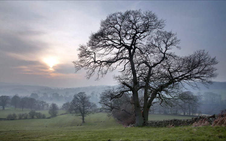 field, Fog, Tree, Sunset, Sunrise, Sky HD Wallpaper Desktop Background